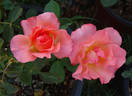 Cathedral rose photo