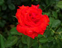 Cayenne rose photo