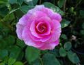 Change Of Heart ™ rose photo