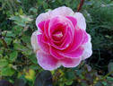 Change Of Heart ™ rose photo