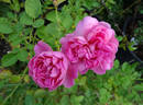 Charles Rennie Mackintosh rose photo