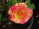 Citrus Splash ™ rose photo