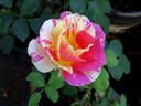 Claude Monet rose photo