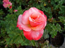 Color Magic rose photo