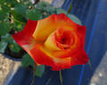 Confetti (floribunda, Christensen rose photo