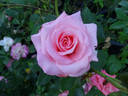Congratulations rose photo