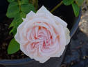Constanze Mozart rose photo