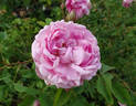 Cottage Rose ® rose photo