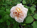 Cressida rose photo