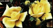 Tapis Jaune ® rose photo