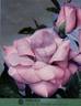 Prélude rose photo