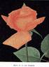 Mevrouw G.A. van Rossem rose photo