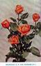 Mevrouw G.A. van Rossem rose photo