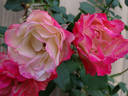 Delany Sisters rose photo