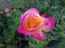 Desert Peace ™ rose photo