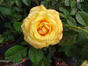 Devotion rose photo