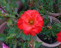 Disco Dancer rose photo