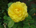 Doris Day rose photo