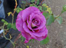 Double Feature rose photo