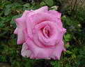 Dr. Bob Harvey rose photo
