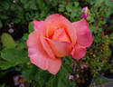 Elmhurst rose photo
