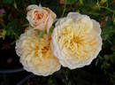 English Garden ® rose photo