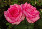 Esmeralda rose photo