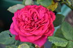 Champs-Elysées ® rose photo