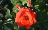 Tchin-Tchin rose photo