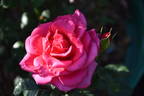 Flemington Racecourse rose photo