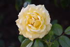 The High Life rose photo