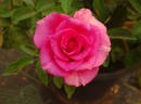 Fame! ™ rose photo