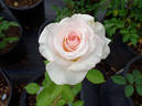 Fantasy (hybrid tea, Jackson rose photo