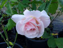 First Kiss rose photo