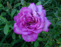 Fragrant Rhapsody ™ rose photo