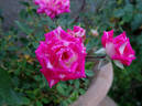 Freckle Face rose photo
