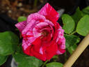 Freedom's Ring rose photo
