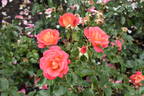 Shanty rose photo