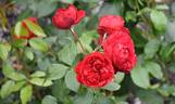 Out of Rosenheim rose photo
