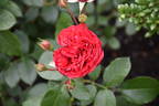 Out of Rosenheim rose photo