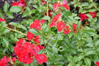 Sommerabend ® rose photo