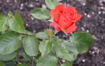 Freude ® rose photo