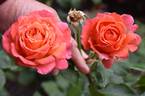 Albrecht Dürer Rose rose photo