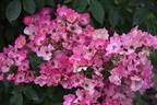 Françoise Drion rose photo
