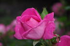 Morning Jewel rose photo