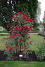 Parkdirektor Riggers ® rose photo