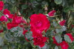 Parkdirektor Riggers ® rose photo