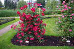 Dortmund rose photo