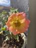Cutie Pie ™ rose photo