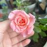 Cutie Pie ™ rose photo